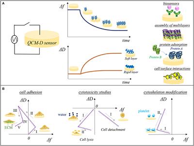 Quartz Crystal Microbalance With Dissipation Monitoring: A Powerful Method to Predict the in vivo Behavior of Bioengineered Surfaces